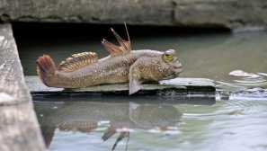 Jaké ryby mohou dýchat na zemi?